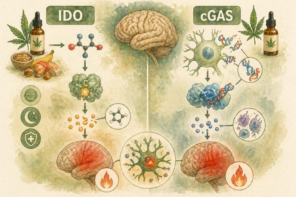 Infografica che illustra le vie biologiche IDO e cGAS coinvolte nella neuroinfiammazione associata alla malattia di Alzheimer e il potenziale ruolo dei cannabinoidi CBD e CBN nello studio del sistema endocannabinoide.
