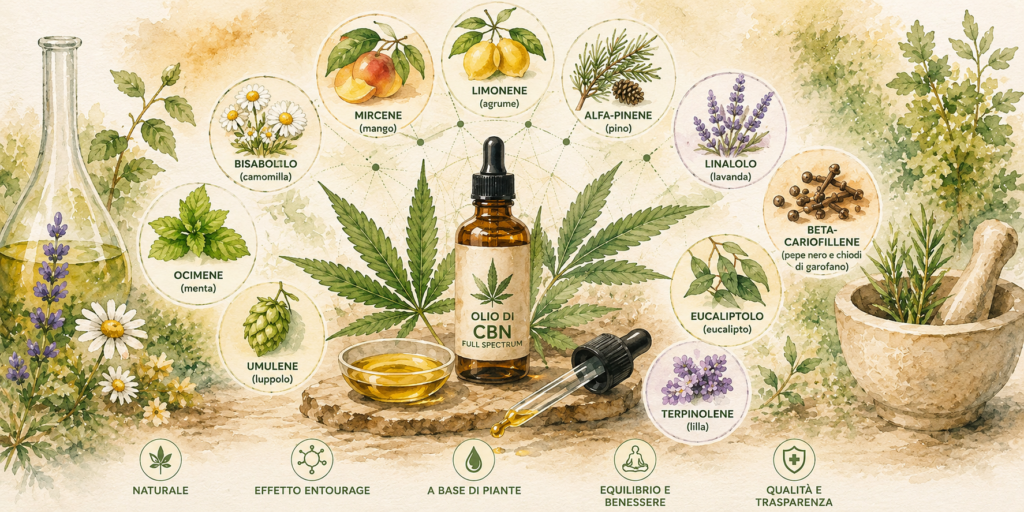 Infografica sui principali terpeni presenti nell'Olio di CBN® Special Gold CBD Full Spectrum®, con illustrazioni botaniche di limonene, mircene, alfa-pinene, linalolo, beta-cariofillene, eucaliptolo, bisabololo, ocimene, umulene e terpinolene, insieme ai concetti di effetto entourage e formulazione Full Spectrum.
