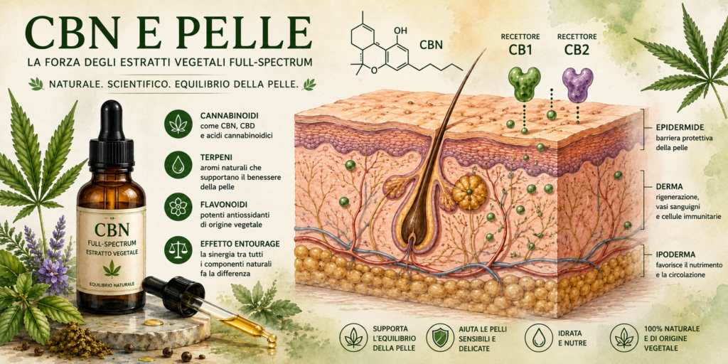 Infografica sul CBN e la pelle che illustra cannabinoidi Full Spectrum, recettori CB1 e CB2, terpeni, flavonoidi e barriera cutanea.